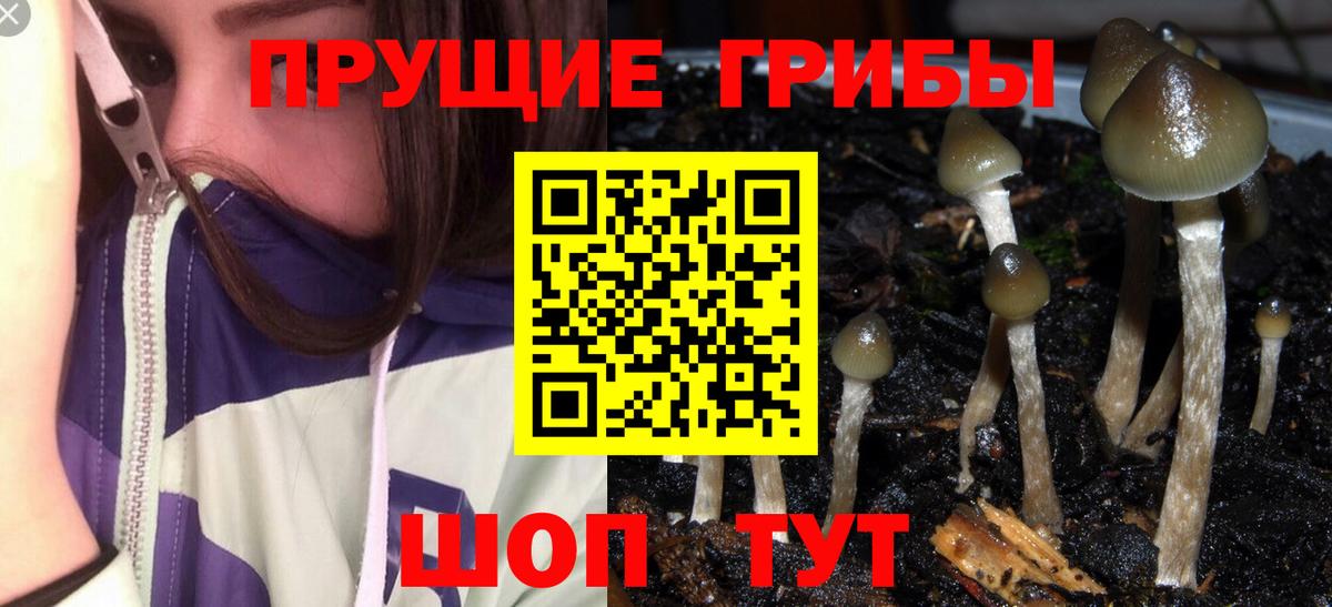Буйнакск  Галлюциногенные грибы прущие грибы  Вход с VPN 